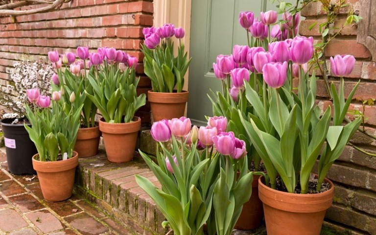 Trồng hoa bằng củ - cach trong hoa tulip