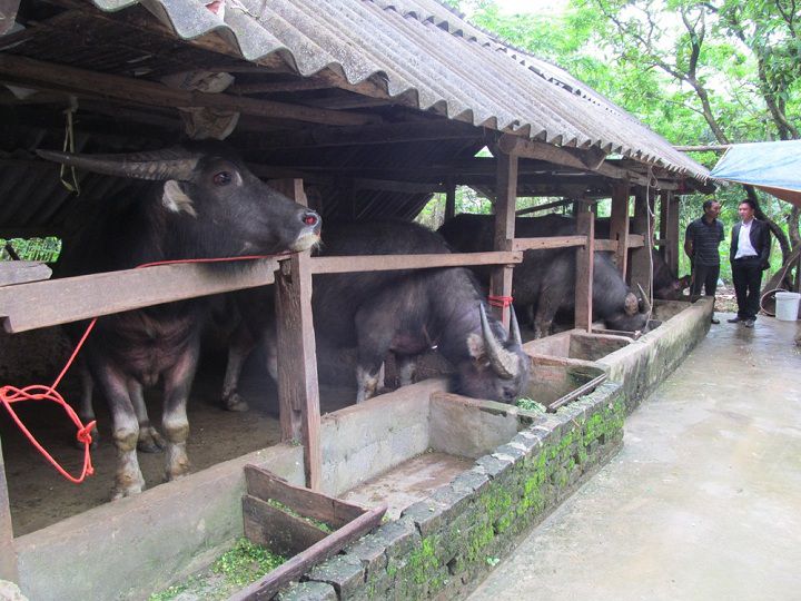 Hiệu quả từ mô hình nuôi trâu bò vỗ béo và sinh sản  Cổng thông tin điện  tử huyện Chợ Đồn